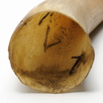 horn view of ear trumpet