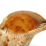 horn view of ear trumpet
